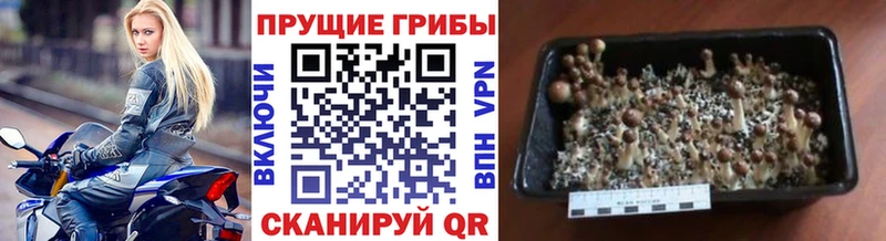 Псилоцибиновые грибы Magic Shrooms  Первомайск 